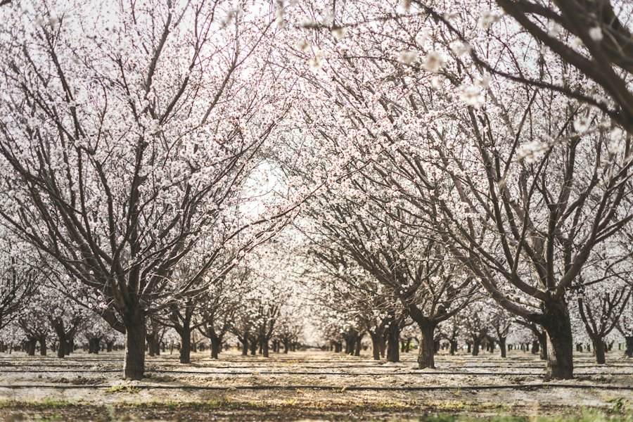 Almond orchard in bloom